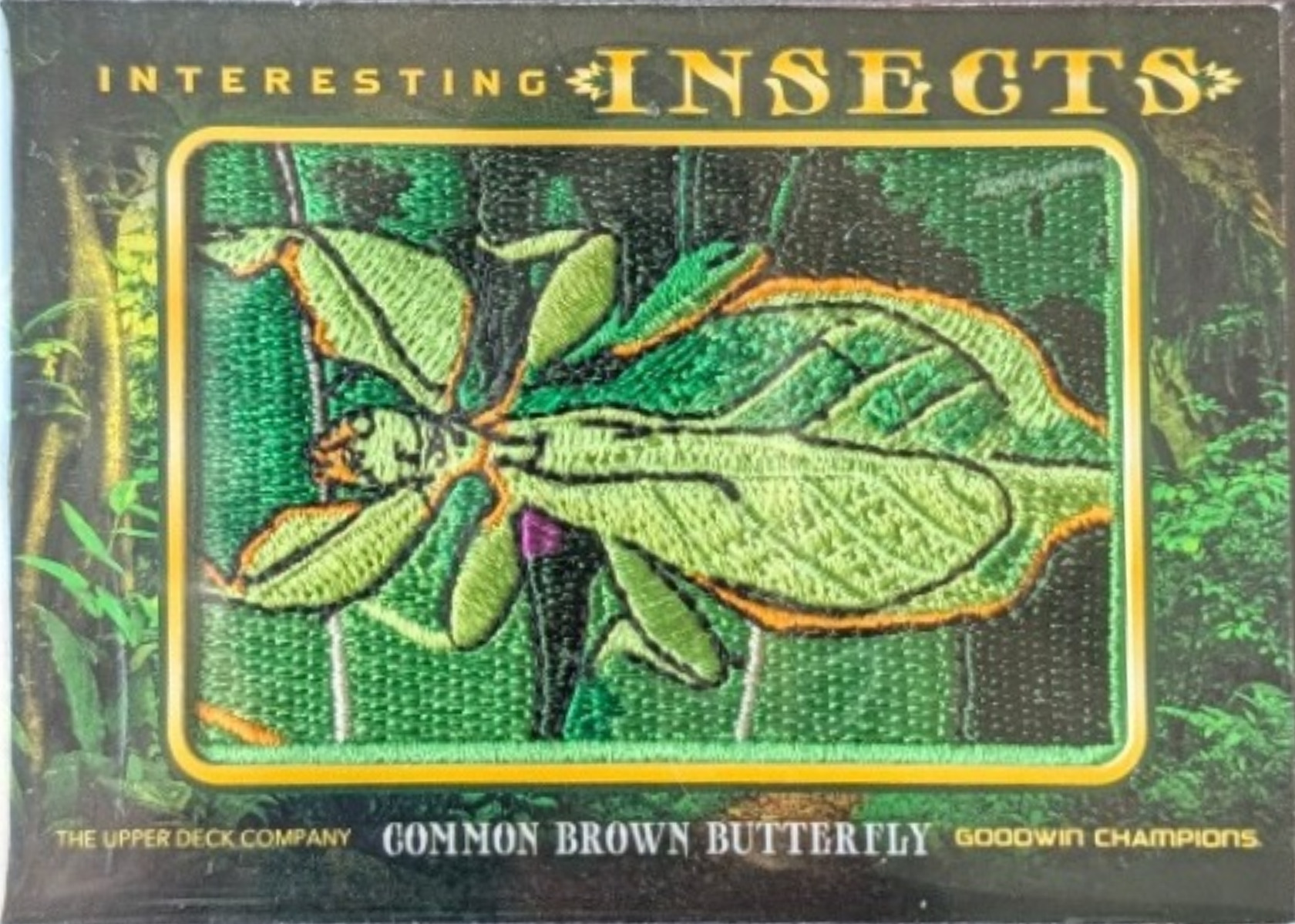 Common Brown Butterfly